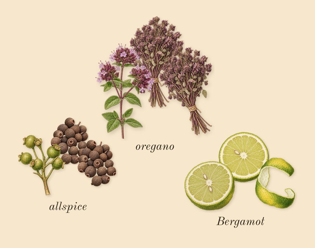 Interlude Man, top notes: Bergamot, oregano, allspice