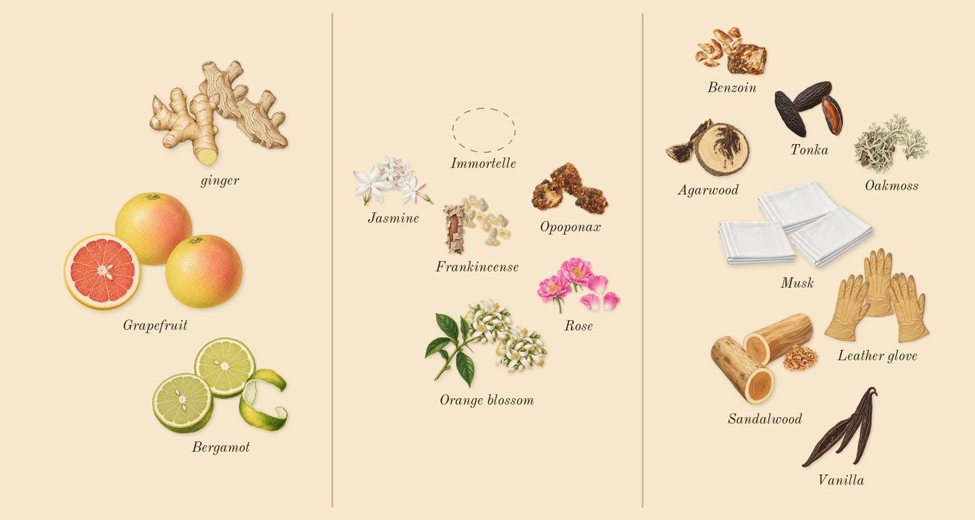 Interlude Woman’s scent picture, a draft: bergamot, grapefruit, ginger, frankincense, rose, orange blossom drawn so far; dashed outlines where nothing is drawn yet