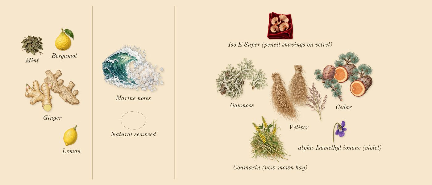 Le Sel d'Issey’s scent picture, a draft: oakmoss, ginger, cedar, vetiver, marine notes, lemon drawn so far; dashed outlines where nothing is drawn yet