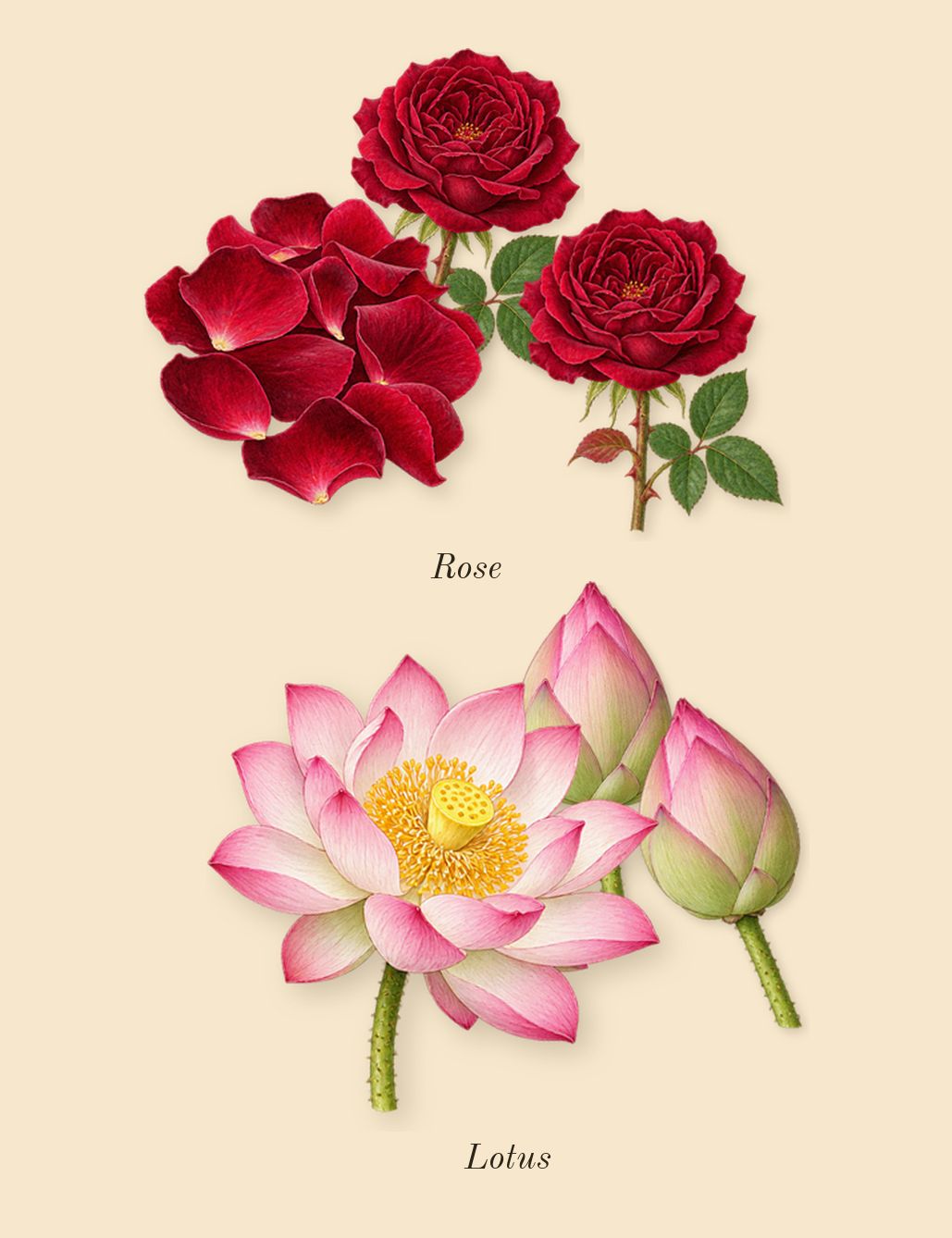 L'Eau d'Issey, top notes: Rose, Lotus