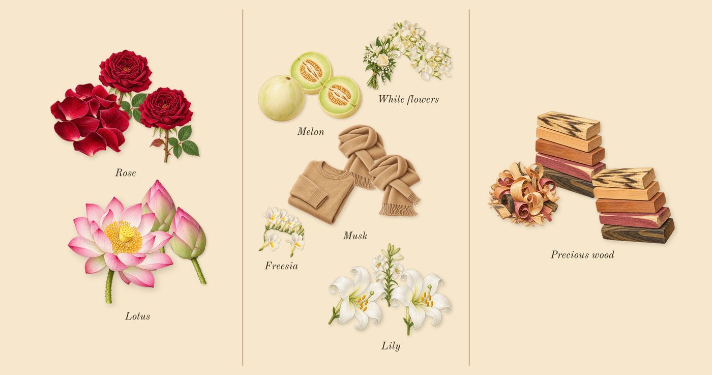L'Eau d'Issey’s scent picture, a draft: rose, lotus, lily, white flowers, precious wood, melon drawn so far; dashed outlines where nothing is drawn yet