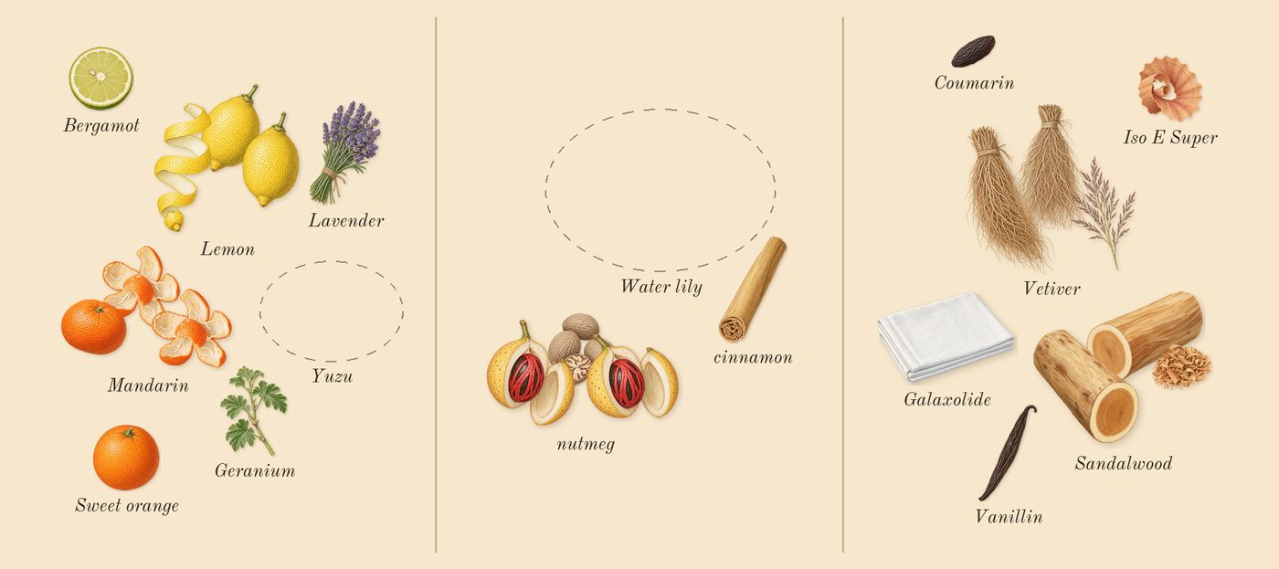 L'Eau d'Issey Pour Homme’s scent picture, a draft: lemon, mandarin, sandalwood, vetiver, nutmeg, geranium drawn so far; dashed outlines where nothing is drawn yet