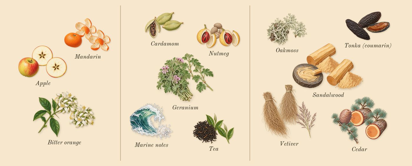 Classic Black’s scent picture, a draft: bitter orange, mandarin, apple, geranium, cardamom, tea drawn so far; dashed outlines where nothing is drawn yet