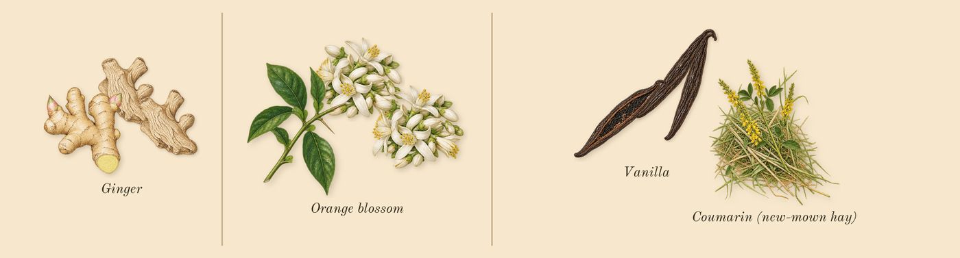 Classique’s scent picture, a draft: ginger, orange blossom, vanilla, coumarin (new-mown hay) drawn so far; dashed outlines where nothing is drawn yet