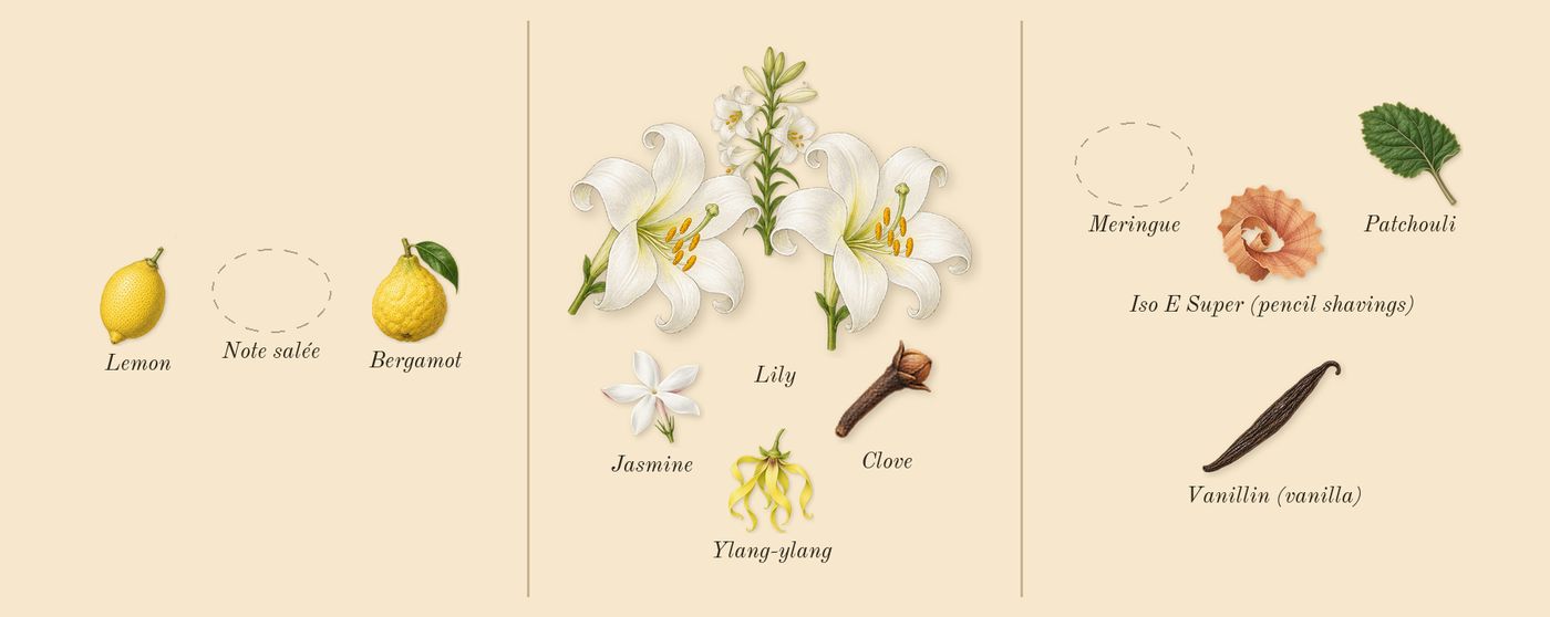 Gaultier Divine’s scent picture, a draft: lily, bergamot, patchouli, clove, ylang-ylang, lemon drawn so far; dashed outlines where nothing is drawn yet