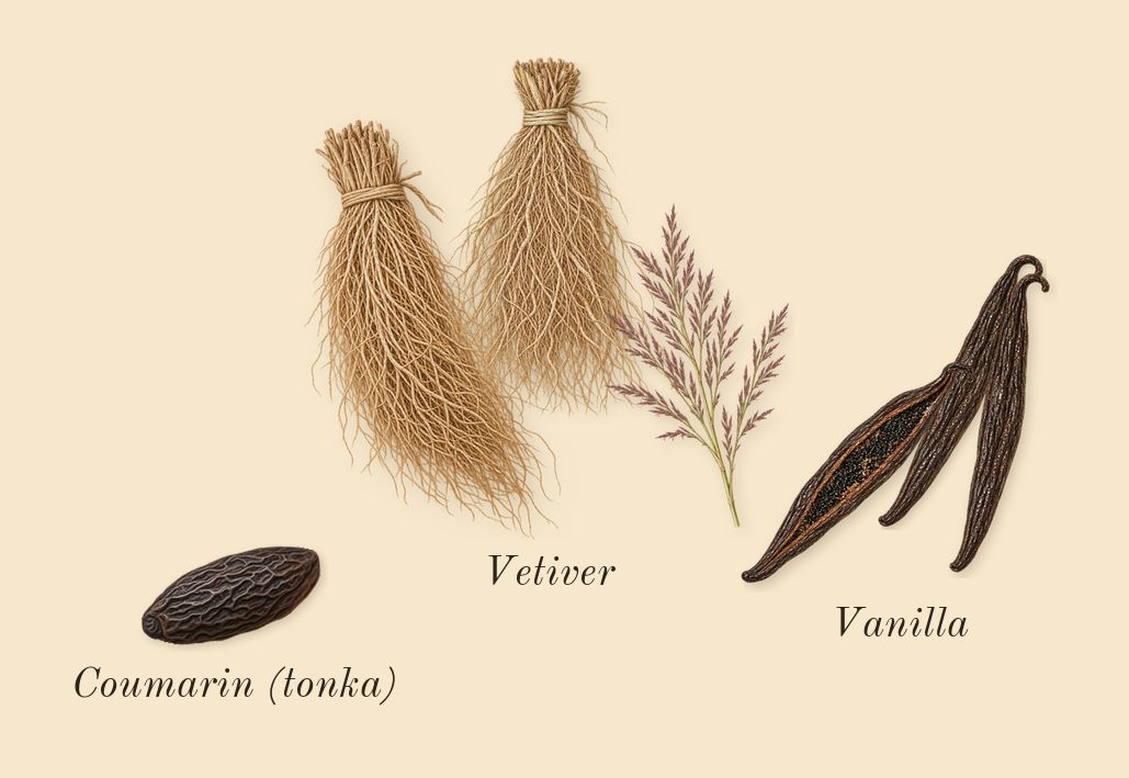 La Belle, dry-down: Vanilla, Vetiver, Coumarin (tonka)