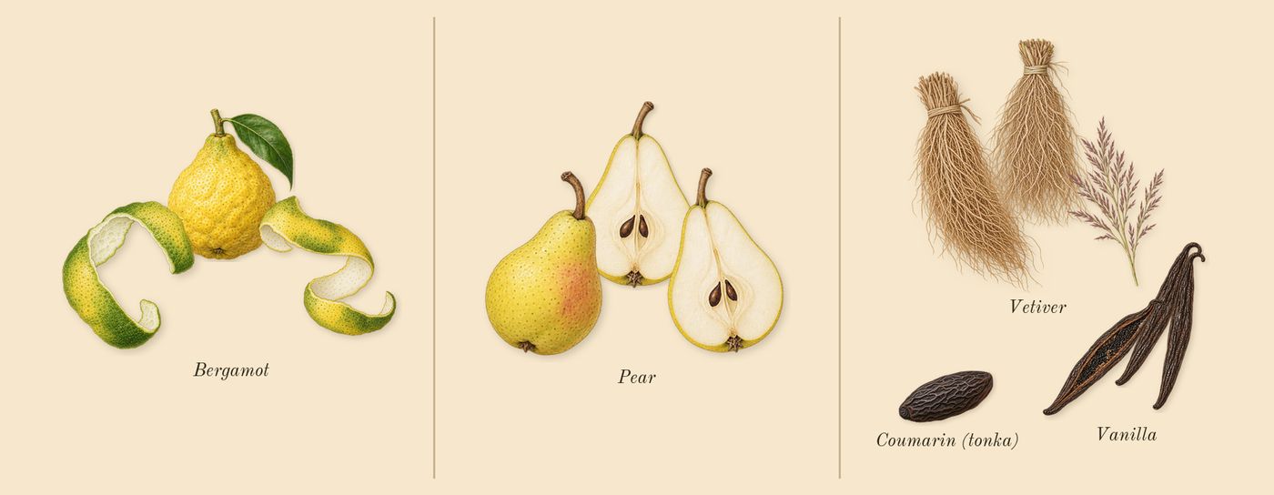 La Belle’s scent picture, a draft: bergamot, pear, vanilla, vetiver, coumarin (tonka) drawn so far; dashed outlines where nothing is drawn yet