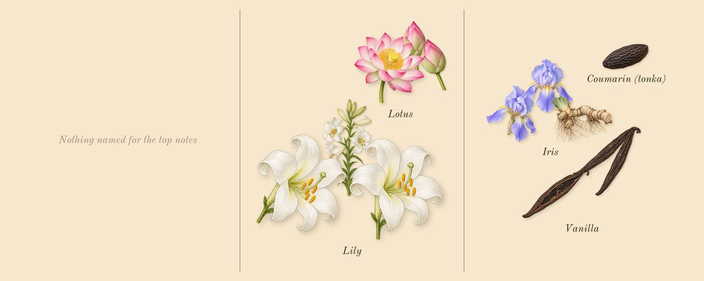 La Belle Paradise Garden’s scent picture, a draft: lotus, iris, vanilla, lily, coumarin (tonka) drawn so far; dashed outlines where nothing is drawn yet