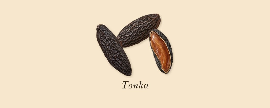 Le Beau, dry-down: Tonka