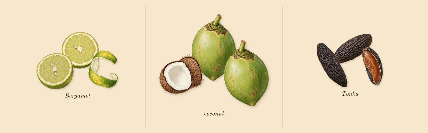Le Beau’s scent picture, a draft: bergamot, coconut, tonka drawn so far; dashed outlines where nothing is drawn yet