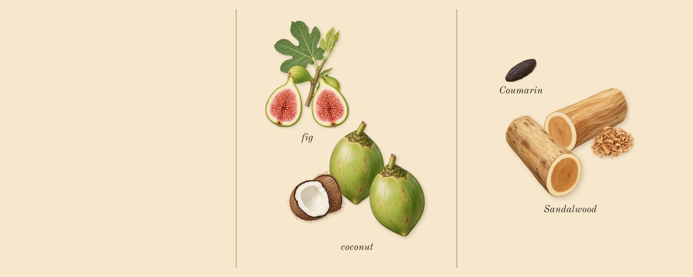 Le Beau Paradise Garden’s scent picture, a draft: coconut, fig, sandalwood, coumarin drawn so far; dashed outlines where nothing is drawn yet