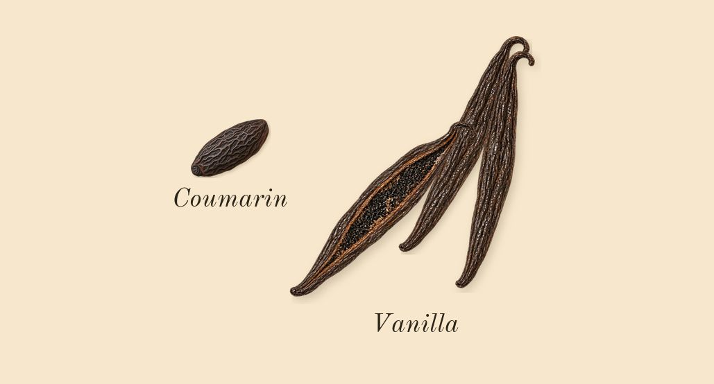 Le Male, dry-down: Vanilla, Coumarin