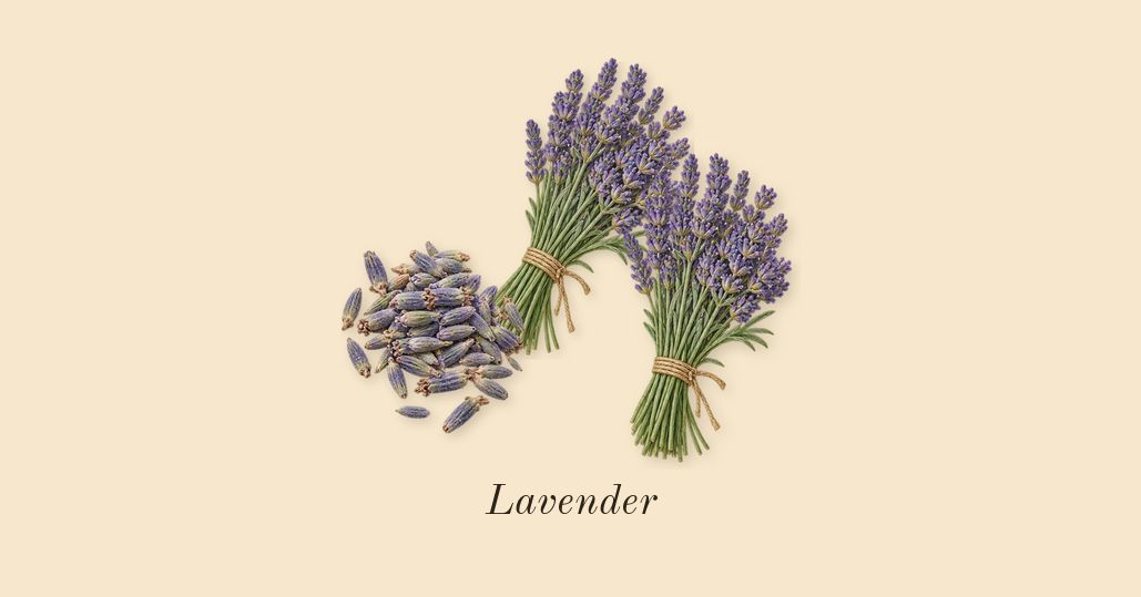 Le Male, heart: Lavender