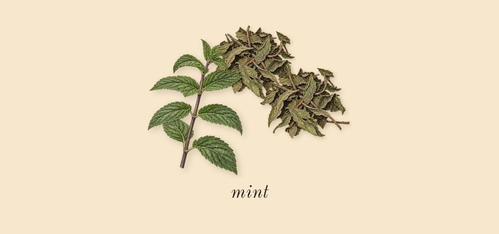 Le Male, top notes: mint