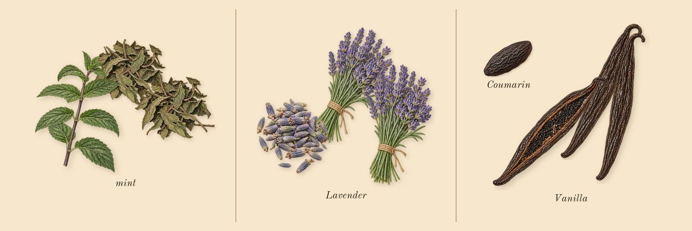 Le Male’s scent picture, a draft: mint, lavender, vanilla, coumarin drawn so far; dashed outlines where nothing is drawn yet