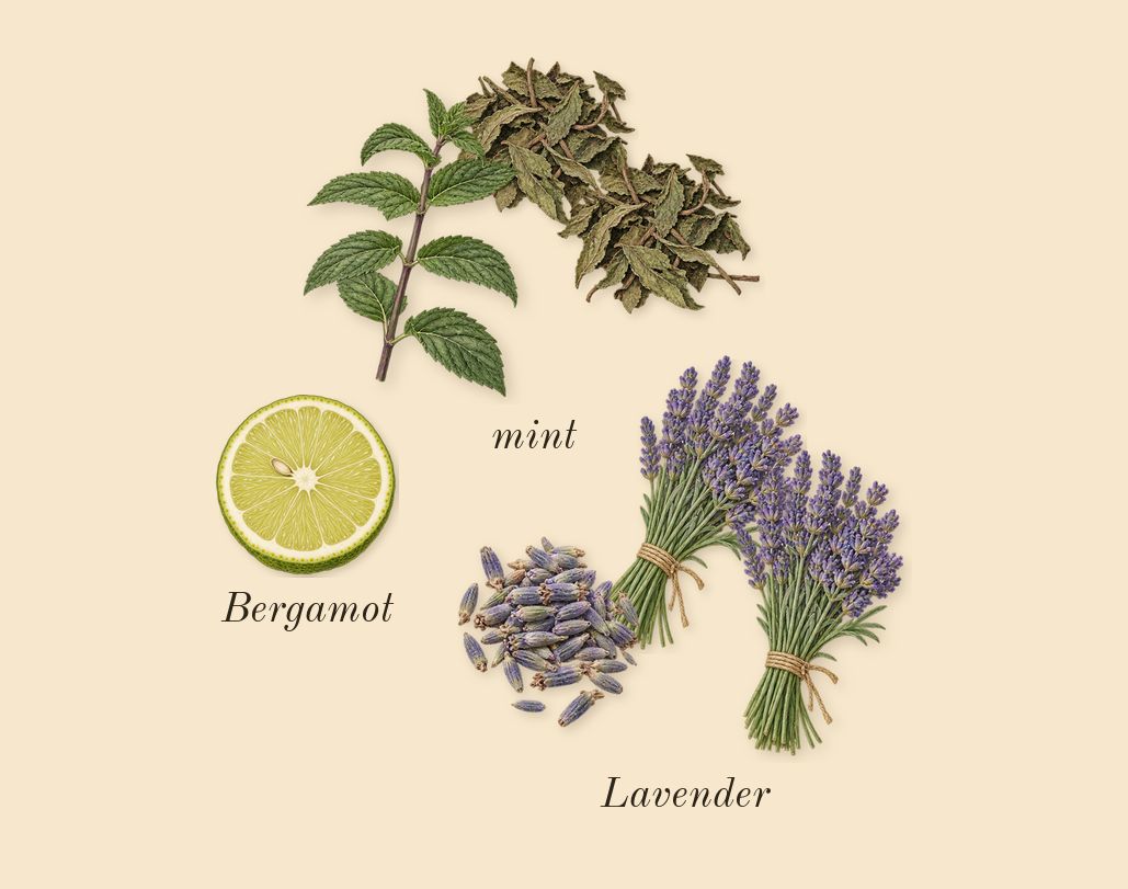 Le Male Elixir, top notes: Lavender, mint, Bergamot