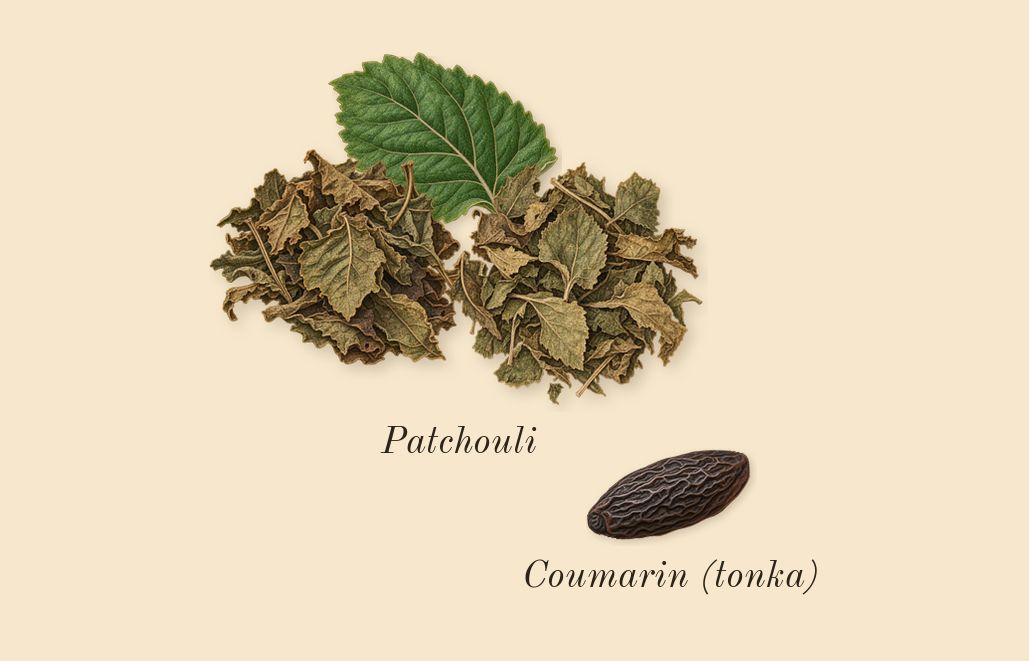 Scandal, dry-down: Patchouli, Coumarin (tonka)
