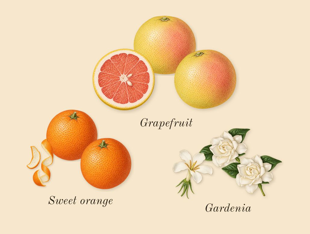 Scandal, top notes: Gardenia, Sweet orange, Grapefruit