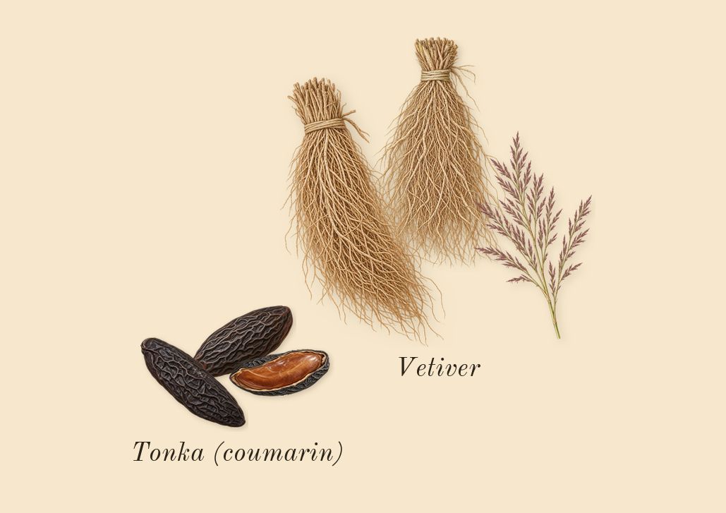 Scandal pour Homme, dry-down: Tonka (coumarin), Vetiver