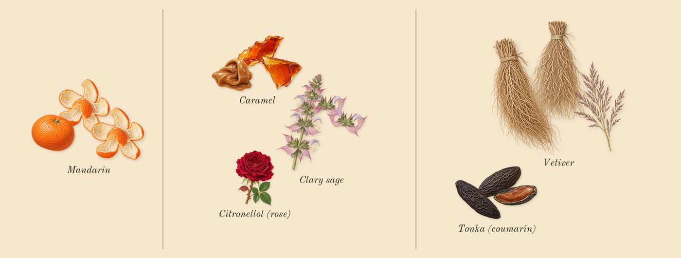 Scandal pour Homme’s scent picture, a draft: clary sage, tonka (coumarin), vetiver, mandarin, caramel, citronellol (rose) drawn so far; dashed outlines where nothing is drawn yet