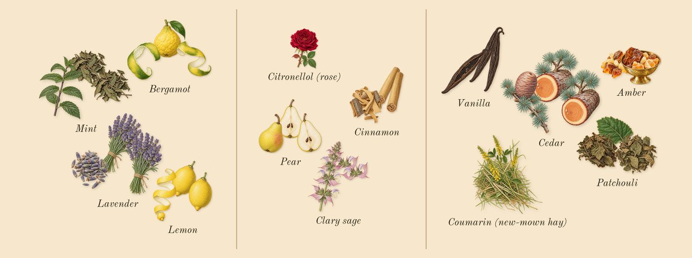 Ultra Male’s scent picture, a draft: lavender, pear, vanilla, bergamot, mint, lemon drawn so far; dashed outlines where nothing is drawn yet