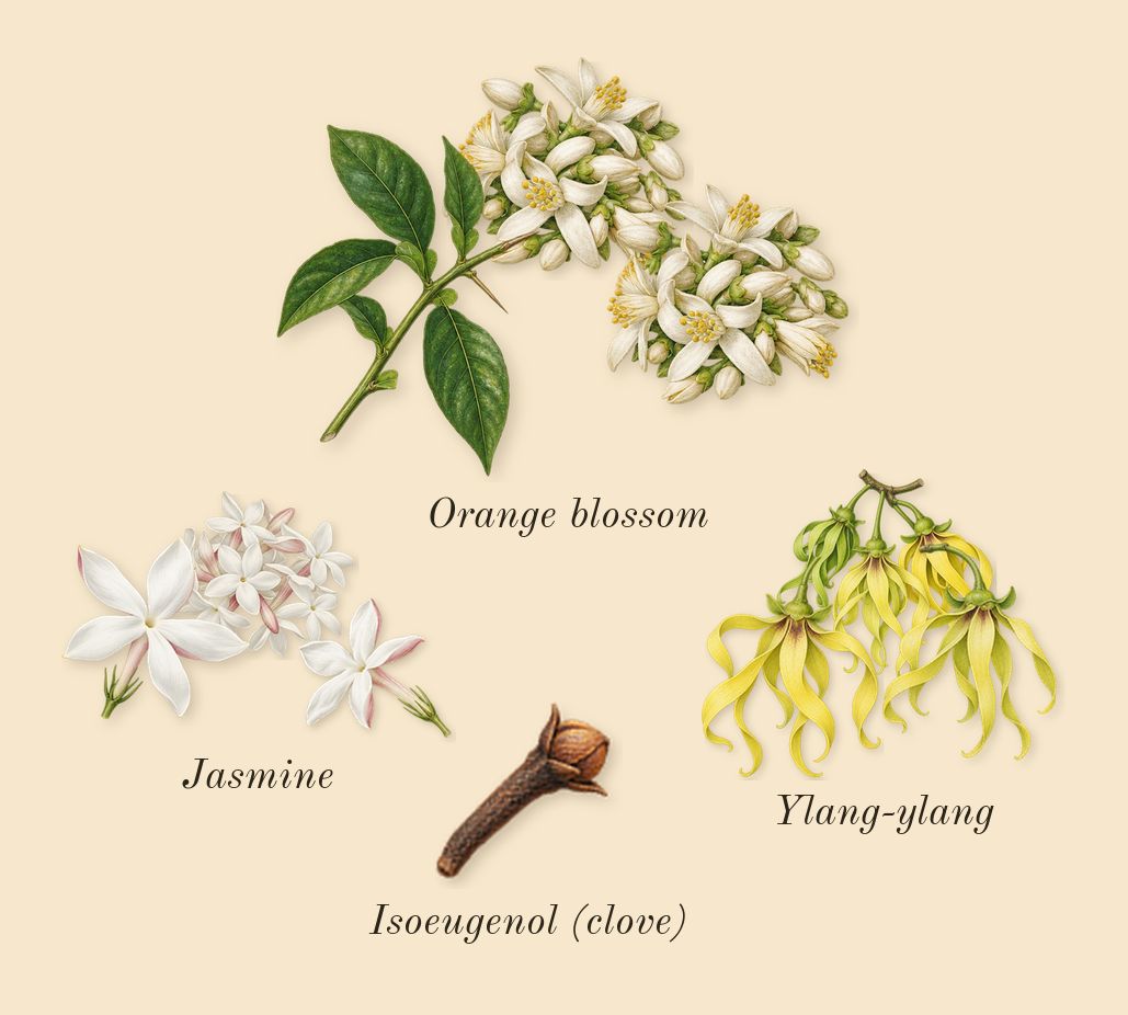 Sun, heart: Jasmine, Orange blossom, Ylang-ylang, Isoeugenol (clove)