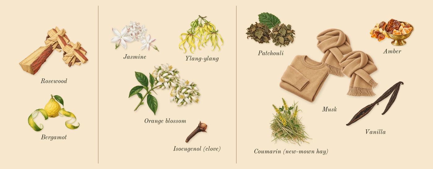 Sun’s scent picture, a draft: bergamot, rosewood, jasmine, orange blossom, ylang-ylang, patchouli drawn so far; dashed outlines where nothing is drawn yet