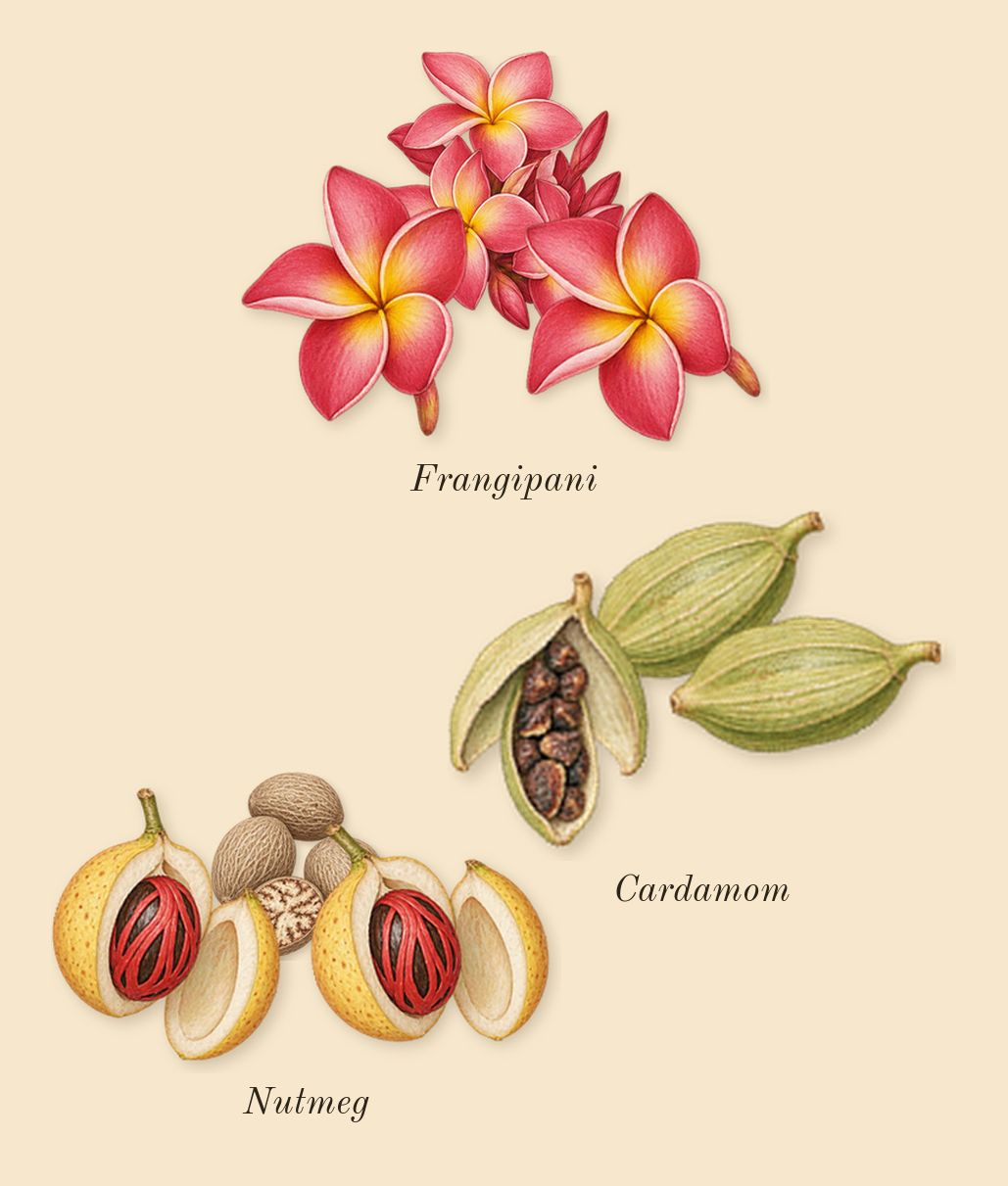 Sun Men, heart: Nutmeg, Cardamom, Frangipani