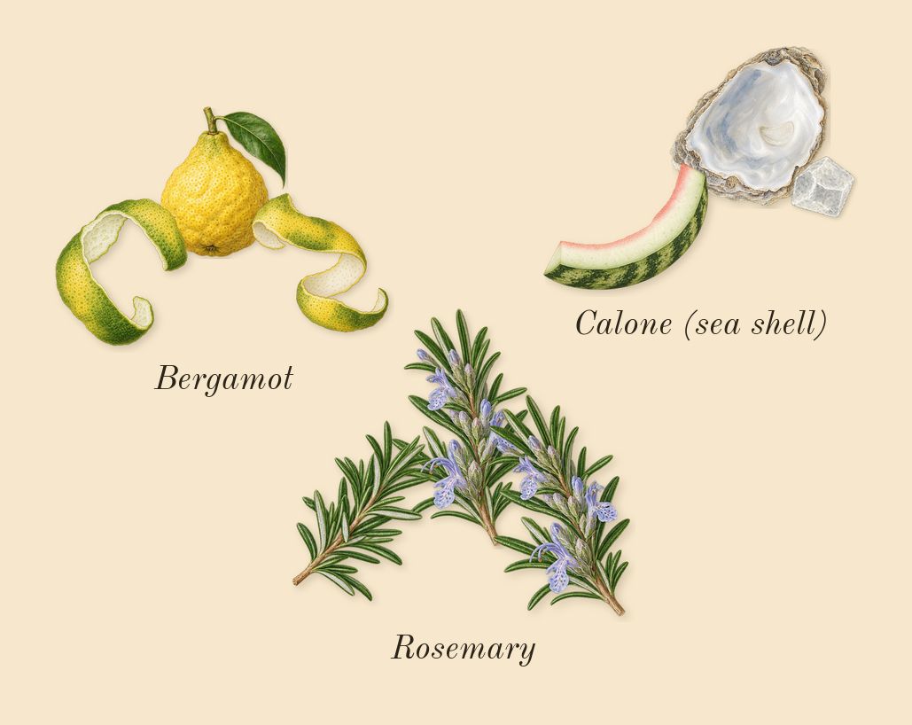 Sun Men, top notes: Bergamot, Calone (sea shell), Rosemary