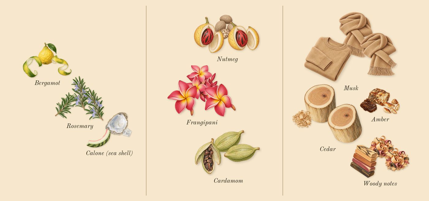 Sun Men’s scent picture, a draft: bergamot, calone (sea shell), rosemary, nutmeg, cardamom, frangipani drawn so far; dashed outlines where nothing is drawn yet