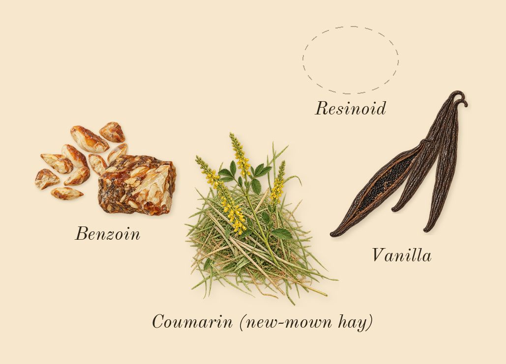 I Want Choo, dry-down: Vanilla, Benzoin, Resinoid, Coumarin (new-mown hay)