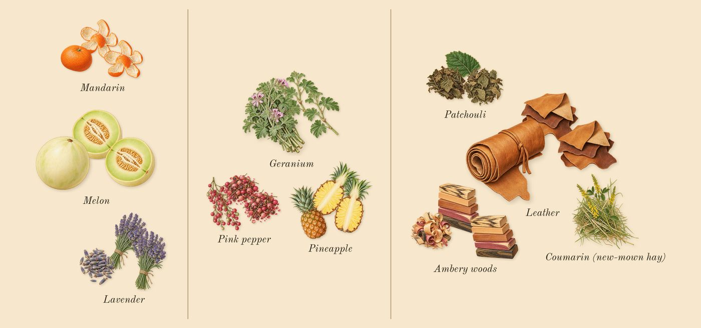 Man’s scent picture, a draft: lavender, mandarin, melon, pink pepper, geranium, pineapple drawn so far; dashed outlines where nothing is drawn yet