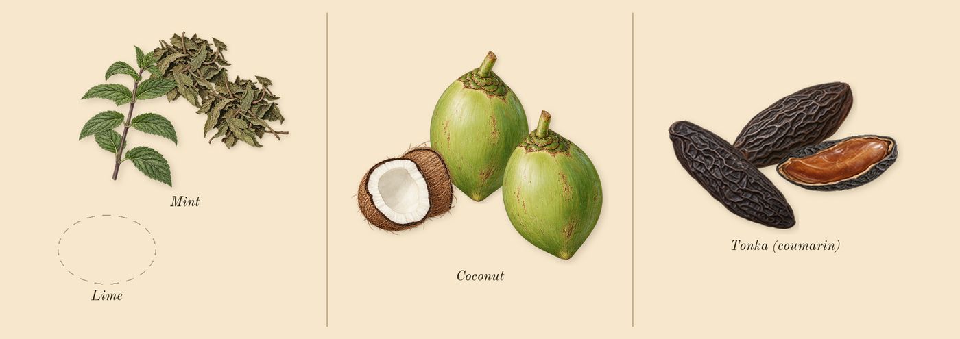 Beach Blossom Cologne’s scent picture, a draft: coconut, tonka (coumarin), mint drawn so far; dashed outlines where nothing is drawn yet