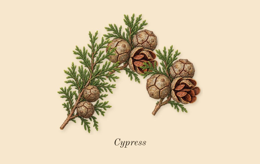 Cypress & Grapevine Cologne Intense, top notes: Cypress