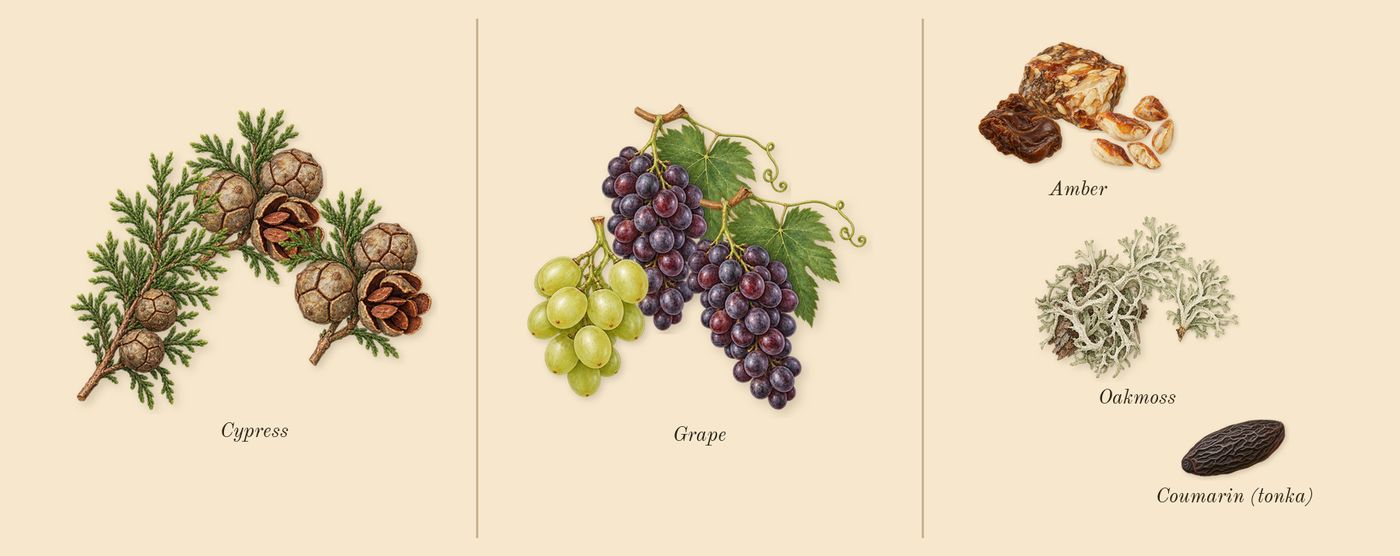 Cypress & Grapevine Cologne Intense’s scent picture, a draft: cypress, grape, amber, oakmoss, coumarin (tonka) drawn so far; dashed outlines where nothing is drawn yet