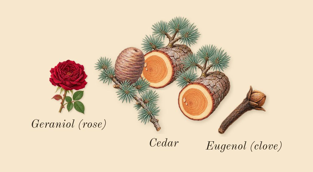 English Oak & Hazelnut Cologne, heart: Cedar, Geraniol (rose), Eugenol (clove)