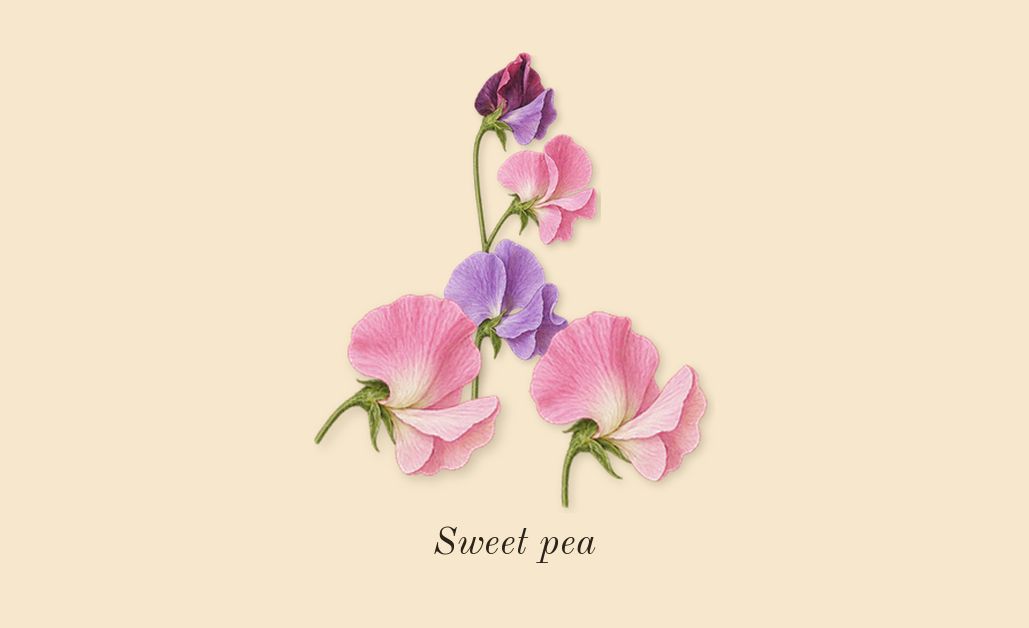 English Pear & Sweet Pea Cologne, heart: Sweet pea