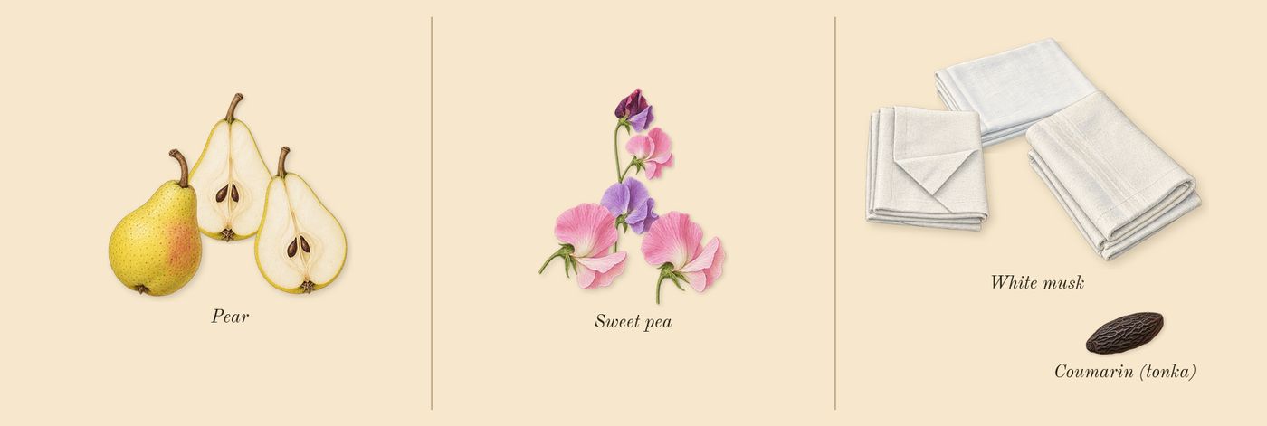 English Pear & Sweet Pea Cologne’s scent picture, a draft: pear, sweet pea, white musk, coumarin (tonka) drawn so far; dashed outlines where nothing is drawn yet