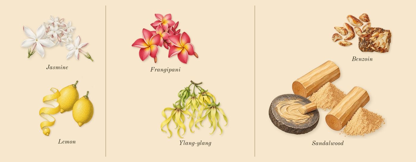 Frangipani Flower Cologne’s scent picture, a draft: jasmine, frangipani, sandalwood, lemon, ylang-ylang, benzoin drawn so far; dashed outlines where nothing is drawn yet