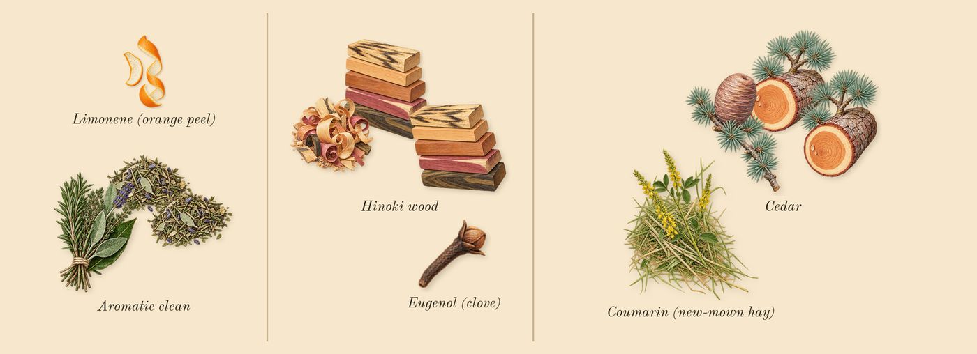 Hinoki & Cedarwood Cologne Intense’s scent picture, a draft: aromatic clean, hinoki wood, cedar, coumarin (new-mown hay), limonene (orange peel), eugenol (clove) drawn so far; dashed outlines where nothing is drawn yet