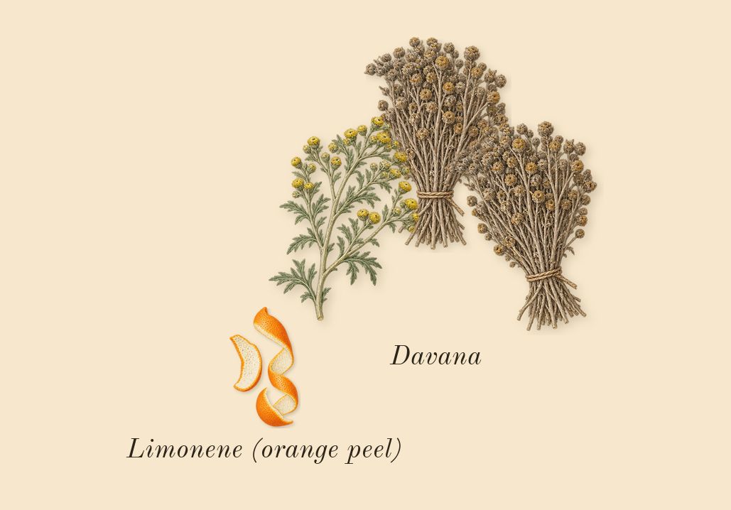 Honeysuckle & Davana Cologne, top notes: Davana, Limonene (orange peel)