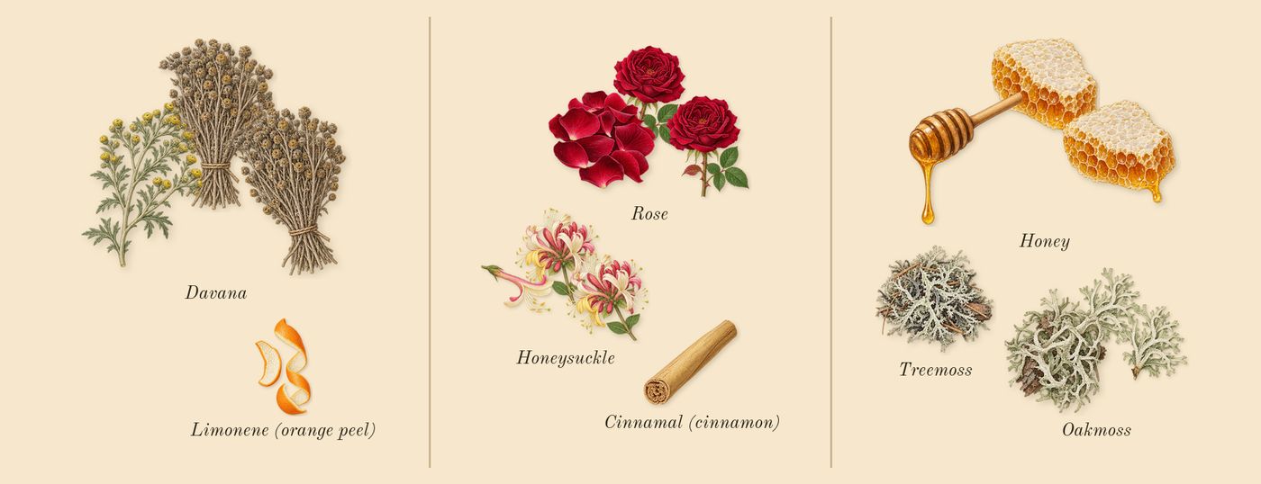 Honeysuckle & Davana Cologne’s scent picture, a draft: davana, honeysuckle, oakmoss, rose, honey, treemoss drawn so far; dashed outlines where nothing is drawn yet