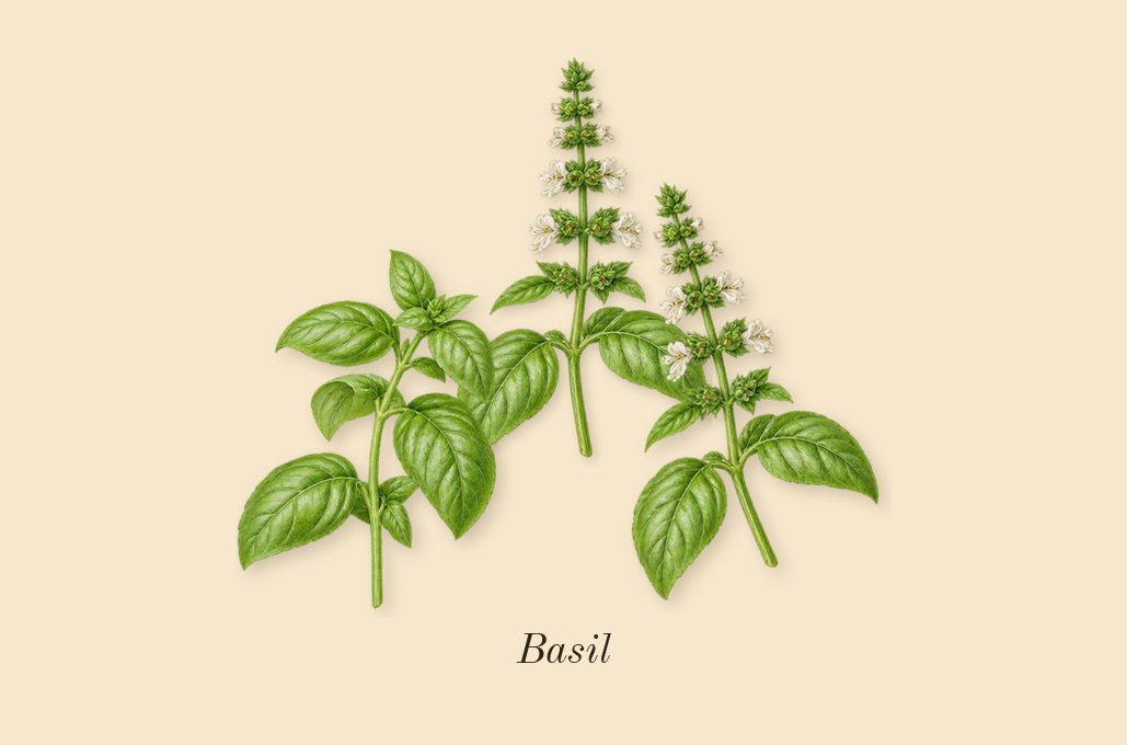 Lime Basil & Mandarin Cologne, heart: Basil