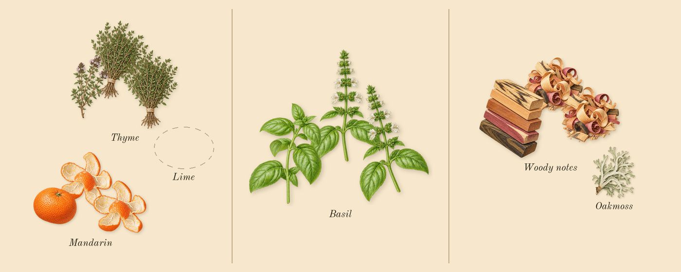 Lime Basil & Mandarin Cologne’s scent picture, a draft: mandarin, basil, woody notes, thyme, oakmoss drawn so far; dashed outlines where nothing is drawn yet