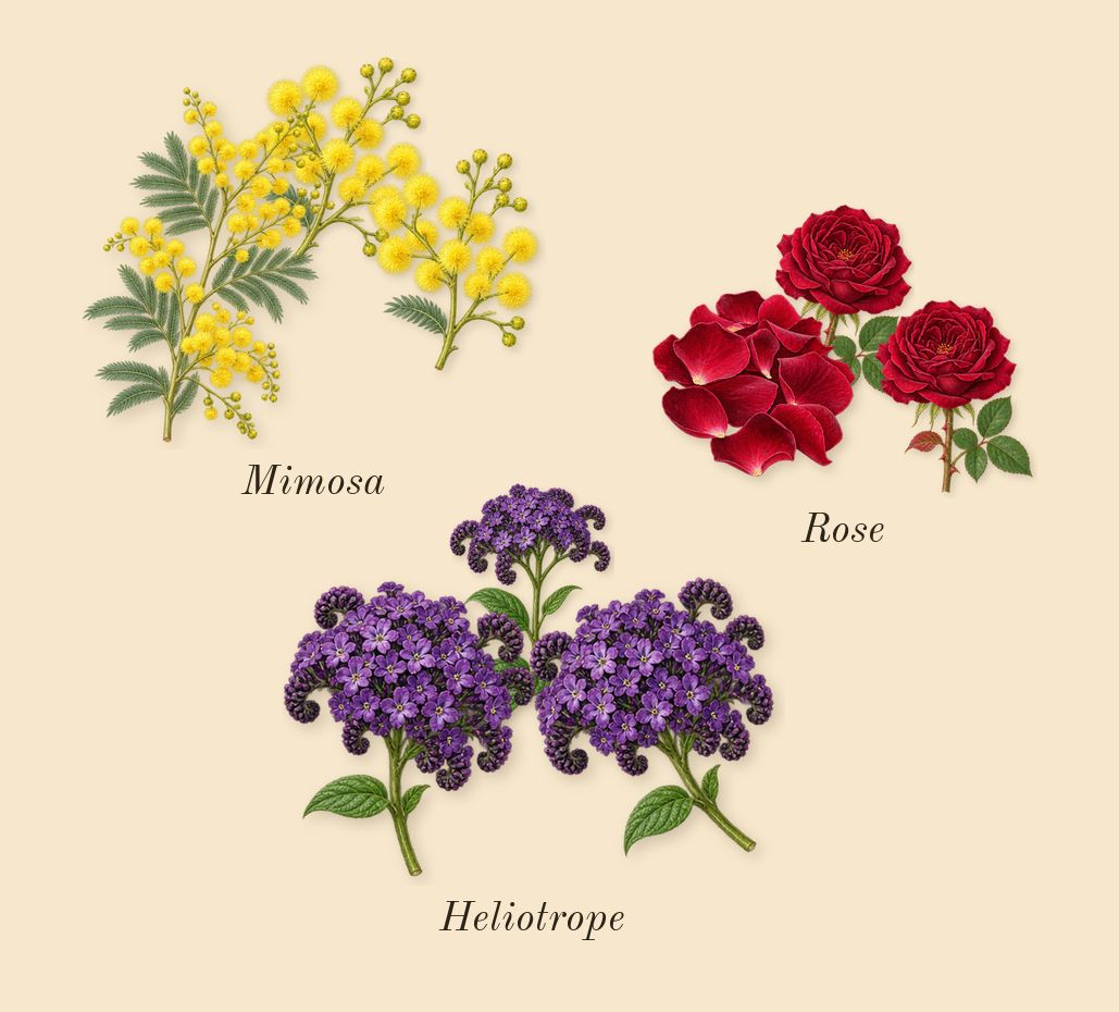 Mimosa & Cardamom Cologne, heart: Mimosa, Heliotrope, Rose
