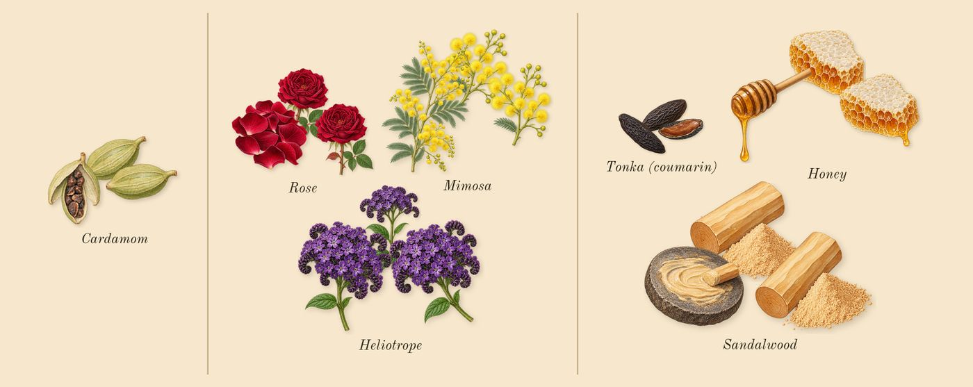 Mimosa & Cardamom Cologne’s scent picture, a draft: cardamom, mimosa, tonka (coumarin), sandalwood, heliotrope, rose drawn so far; dashed outlines where nothing is drawn yet