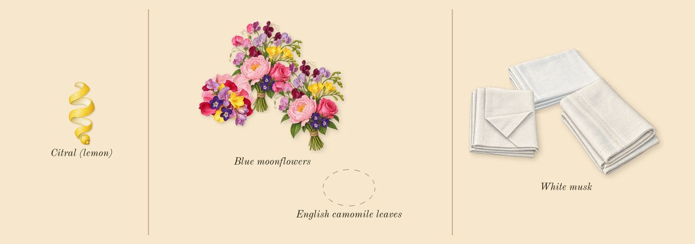 Moonlit Camomile Cologne’s scent picture, a draft: blue moonflowers, white musk, citral (lemon) drawn so far; dashed outlines where nothing is drawn yet
