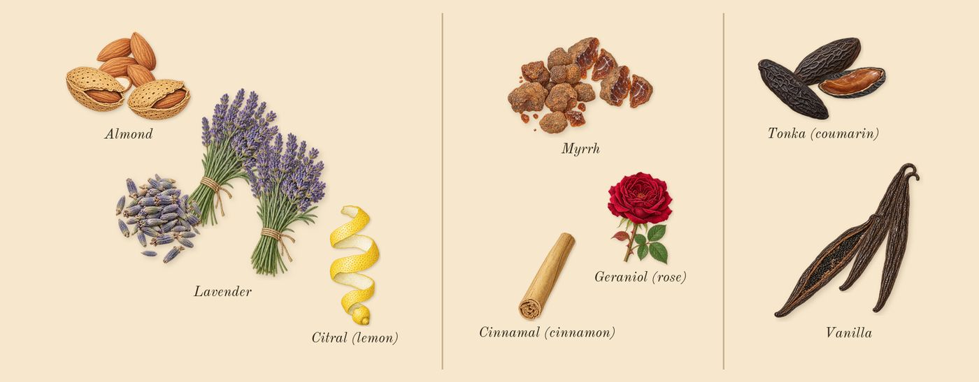 Myrrh & Tonka Cologne Intense’s scent picture, a draft: lavender, myrrh, tonka (coumarin), almond, vanilla, citral (lemon) drawn so far; dashed outlines where nothing is drawn yet