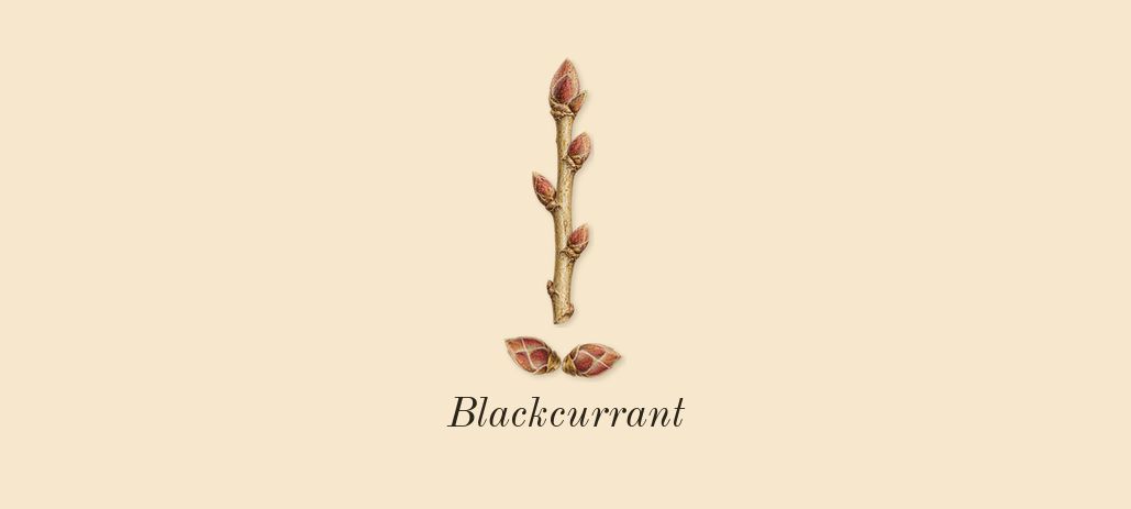 Nectarine Blossom & Honey Cologne, top notes: Blackcurrant