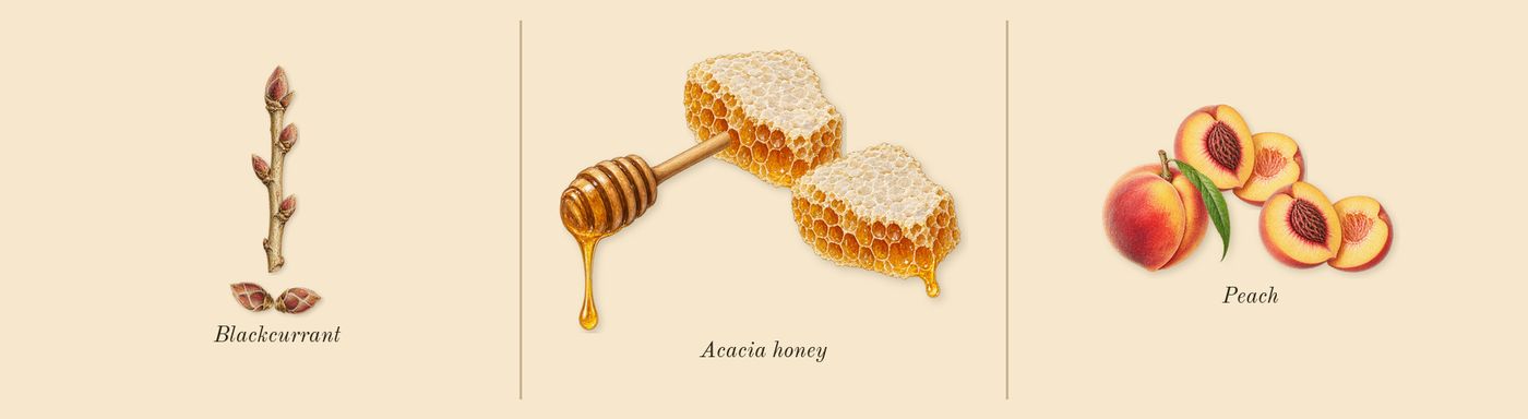 Nectarine Blossom & Honey Cologne’s scent picture, a draft: blackcurrant, acacia honey, peach drawn so far; dashed outlines where nothing is drawn yet